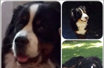 Chien