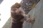 Chien