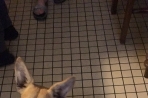 Chien
