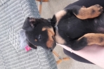 Chien