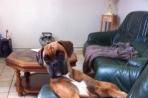 Chien