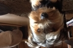 Chien