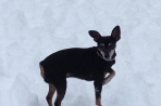 Chien
