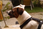 Chien