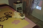 Chien