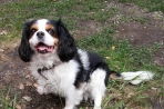 Chien