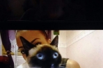 Chien