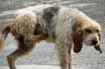 Chien