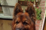 Chien