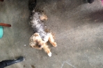 Chien
