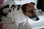 Chien
