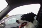Chien