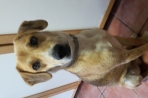 Chien