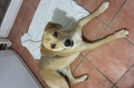 Chien