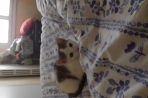 Chien