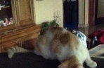 Chien