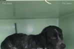 Chien