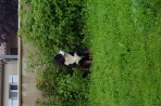 Chien