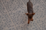 Chien