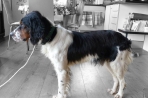 Chien