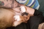 Chien