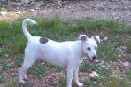 Chien