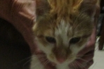 Chien