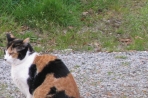 Chien