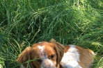Chien