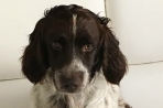 Chien