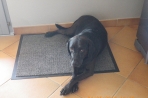 Chien