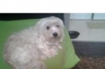 Chien