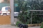 Chien