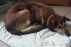 Chien
