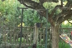 Chien