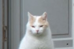 Chien