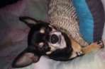 Chien