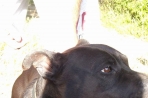 Chien