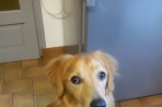 Chien