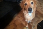 Chien