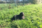 Chien