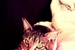 Chien