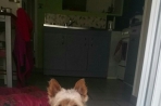 Chien