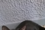 Chien