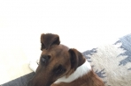 Chien