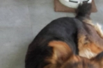 Chien