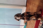 Chien