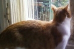 Chien