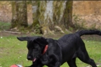 Chien