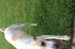 Chien